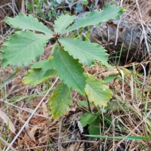 Quercus sp. at Isaacs Ridge and Nearby - 5 Jul 2024