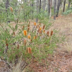 Banksia ericifolia subsp. ericifolia (Heath-leaved Banksia) at Isaacs Ridge and Nearby - 5 Jul 2024 by Mike