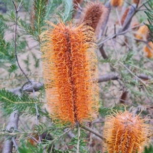 Banksia ericifolia subsp. ericifolia at Isaacs Ridge and Nearby - 5 Jul 2024