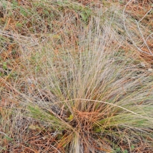 Nassella trichotoma at Isaacs Ridge and Nearby - 5 Jul 2024