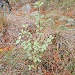 Pittosporum tenuifolium (Kohuhu) at Isaacs, ACT - 5 Jul 2024 by Mike