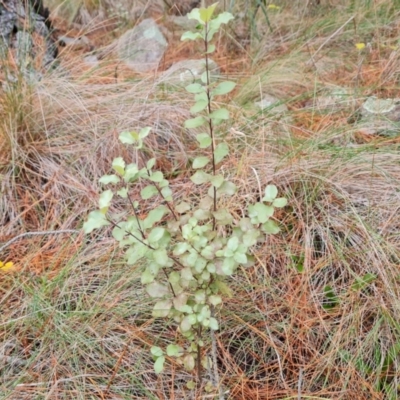 Pittosporum tenuifolium (Kohuhu) at Isaacs, ACT - 5 Jul 2024 by Mike