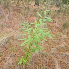 Hakea salicifolia subsp. salicifolia (Willow-leaved Hakea) at Isaacs Ridge and Nearby - 5 Jul 2024 by Mike