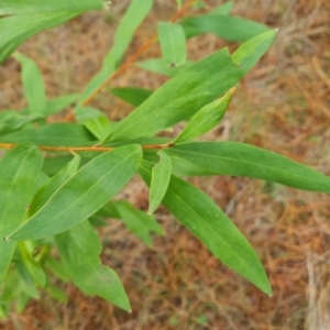 Hakea salicifolia subsp. salicifolia at Isaacs Ridge and Nearby - 5 Jul 2024