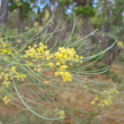 Acacia subulata (Awl-leaved Wattle) at Isaacs Ridge and Nearby - 5 Jul 2024 by Mike