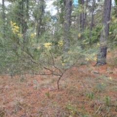 Acacia subulata at Isaacs Ridge and Nearby - 5 Jul 2024