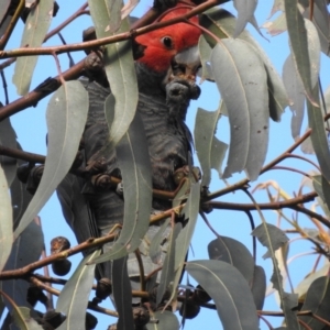 Callocephalon fimbriatum at Red Hill to Yarralumla Creek - suppressed