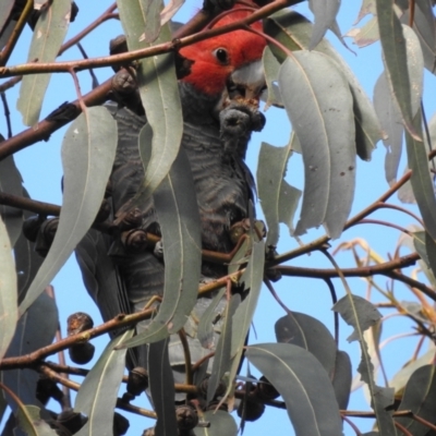 Callocephalon fimbriatum (Gang-gang Cockatoo) at Red Hill to Yarralumla Creek - 5 Jul 2024 by HelenCross