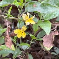 Goodenia ovata (Hop Goodenia) at Bournda Environment Education Centre - 5 Jul 2024 by Clarel