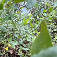 Goodenia ovata at Bournda Environment Education Centre - 5 Jul 2024