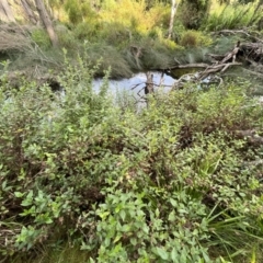 Goodenia ovata at Bournda Environment Education Centre - 5 Jul 2024