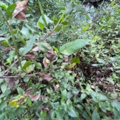 Goodenia ovata at Bournda Environment Education Centre - 5 Jul 2024