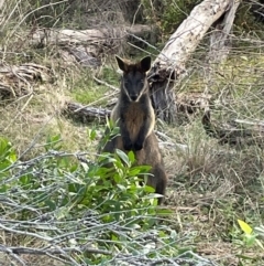 Wallabia bicolor (Swamp Wallaby) at Bournda National Park - 5 Jul 2024 by Clarel