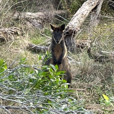 Wallabia bicolor (Swamp Wallaby) at Bournda National Park - 5 Jul 2024 by Clarel