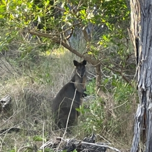 Wallabia bicolor at Bournda National Park - 5 Jul 2024