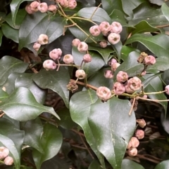 Syzygium smithii (Lilly Pilly) at Bournda National Park - 5 Jul 2024 by Clarel