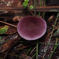 Unidentified Cap on a stem; gills below cap [mushrooms or mushroom-like] at Dalmeny, NSW - 5 Jul 2024 by Bushrevival