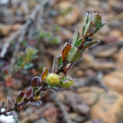 Phyllanthus hirtellus (Coastal Thyme Spurge) at Morton National Park - 30 Jun 2024 by RobG1