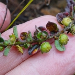 Phyllanthus hirtellus at Morton National Park - 30 Jun 2024