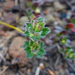 Phyllanthus hirtellus at Morton National Park - 30 Jun 2024