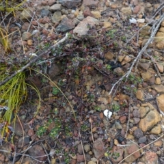 Phyllanthus hirtellus at Morton National Park - 30 Jun 2024