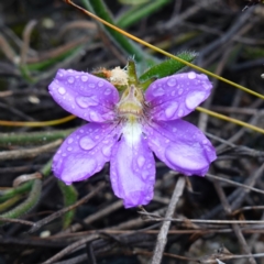 Scaevola ramosissima (Hairy Fan-flower) at Morton National Park - 30 Jun 2024 by RobG1
