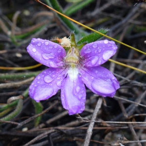 Scaevola ramosissima at Morton National Park - 30 Jun 2024 12:01 PM