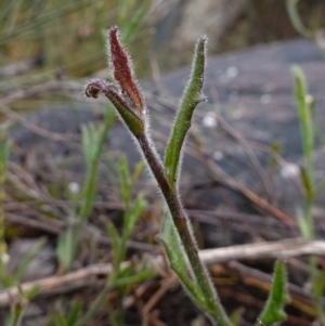 Scaevola ramosissima at Morton National Park - 30 Jun 2024