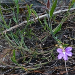 Scaevola ramosissima at Morton National Park - 30 Jun 2024 12:01 PM