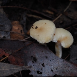 Hydnum repandum at Dalmeny, NSW - 5 Jul 2024 11:43 AM