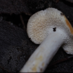 Hydnum repandum at Dalmeny, NSW - 5 Jul 2024 11:43 AM