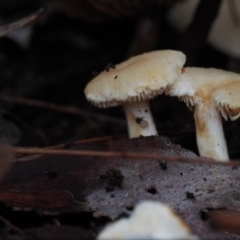 Hydnum repandum at Dalmeny, NSW - 5 Jul 2024 11:43 AM