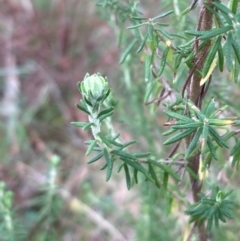 Cassinia aculeata subsp. aculeata (Dolly Bush, Common Cassinia, Dogwood) at Mount Ainslie - 5 Jul 2024 by SilkeSma