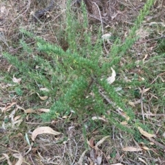 Cassinia aculeata subsp. aculeata at Mount Ainslie - 5 Jul 2024