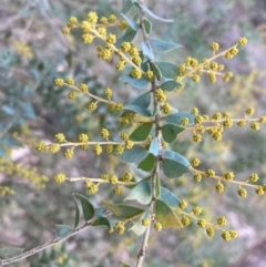 Acacia cultriformis (Knife Leaf Wattle) at Mount Ainslie - 5 Jul 2024 by SilkeSma