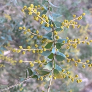 Acacia cultriformis at Mount Ainslie - 5 Jul 2024 04:41 PM