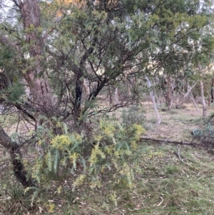 Acacia cultriformis at Mount Ainslie - 5 Jul 2024