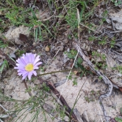 Brachyscome spathulata (Coarse Daisy, Spoon-leaved Daisy) at QPRC LGA - 4 May 2024 by LyndalT