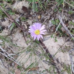 Brachyscome spathulata at QPRC LGA - 4 May 2024 11:56 AM