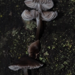 Mycena sp. at Dalmeny, NSW - 5 Jul 2024 by Bushrevival