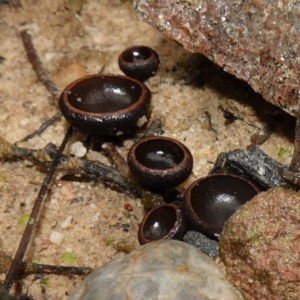 Plectania campylospora at Morton National Park - 30 Jun 2024