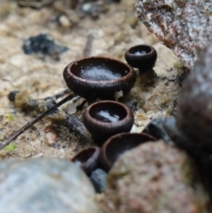 Plectania campylospora at Morton National Park - suppressed