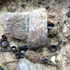 Plectania campylospora at Morton National Park - suppressed