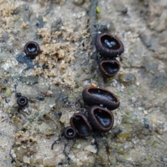 Plectania campylospora at Morton National Park - suppressed