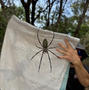 Nephila pilipes at Hope Vale, QLD - 5 Jul 2024 01:43 PM