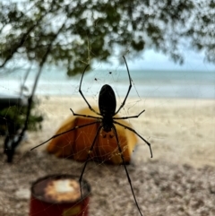 Nephila pilipes at Hope Vale, QLD - 5 Jul 2024 01:43 PM