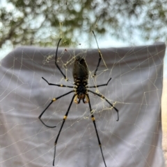 Nephila pilipes at Hope Vale, QLD - 5 Jul 2024 01:43 PM