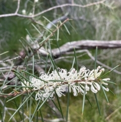 Hakea sericea (Needlebush) at Bournda National Park - 5 Jul 2024 by Clarel