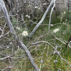 Hakea sericea at Bournda National Park - 5 Jul 2024 02:46 PM