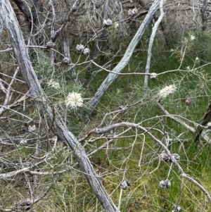 Hakea sericea at Bournda National Park - 5 Jul 2024 02:46 PM